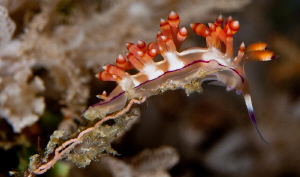 Flabellina rubrolineata laying egg ribbon by Charles Wright 